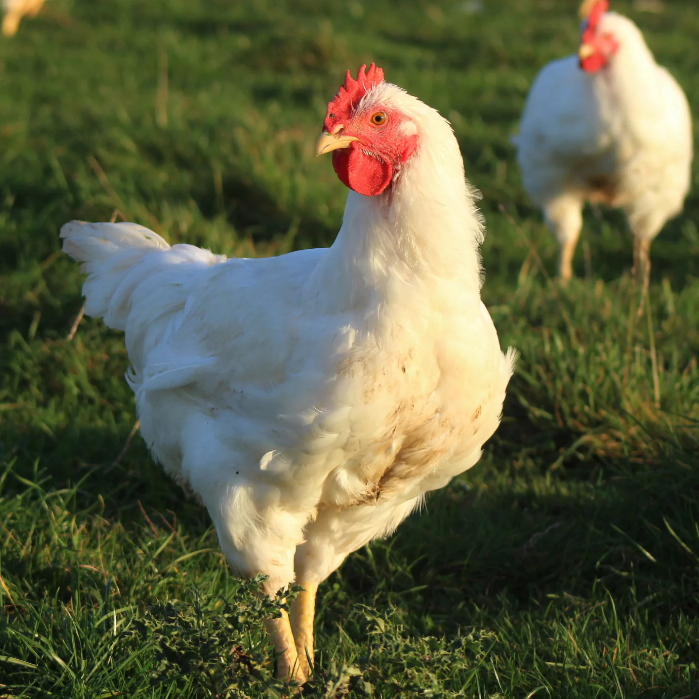 Best sellers Poultry